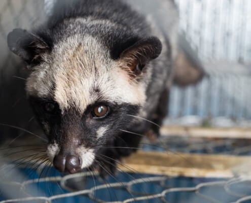 Tierschutz Kopi Luwak