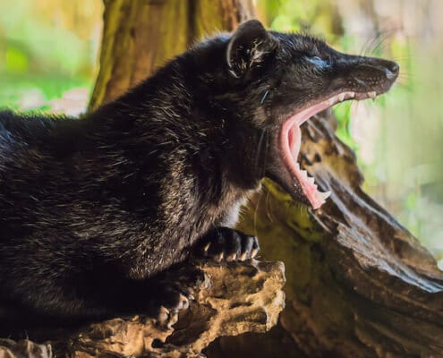 Tierschutz Kopi Luwak
