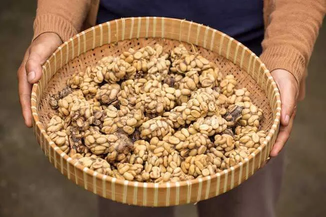 Kopi Luwak Bohnen Exkremente