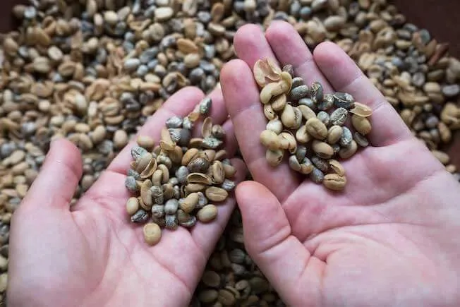 Kopi Luwak Bohnen unverarbeitet