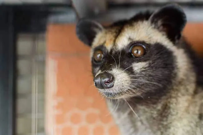 Kopi Luwak Schleichkatze