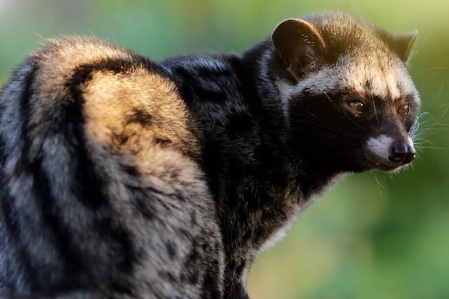 Kopi Luwak Herstellung Fleckenmusang