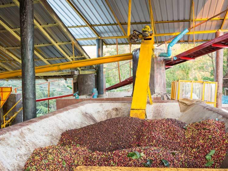 Verarbeitung von Premium-Kaffee in einer Fabrik