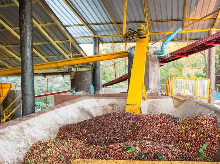 Verarbeitung von Premium-Kaffee in einer Fabrik