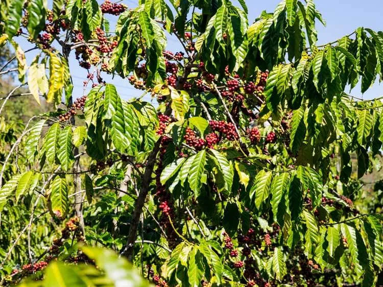 Premium Kaffee Kaufen: Vietnam als Herkunftsort
