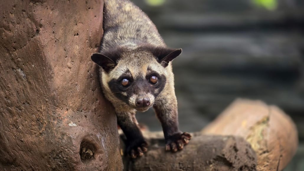 Asiatischer Fleckenmusang (Schleichkatze) auf einem Baum