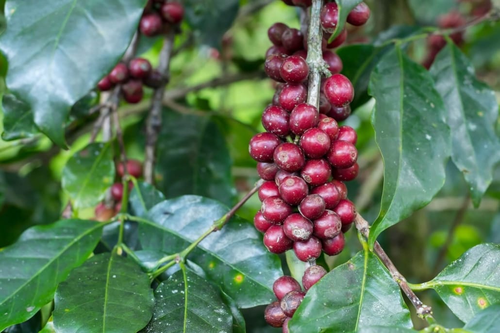 Reife rote Kaffeekirschen am Strauch auf einer Plantage